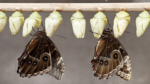 Butterfly and Chrysalis