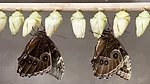 Butterfly and Chrysalis Butterfly and Chrysalis