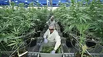 Cannabis Cultivation Cannabis Cultivation