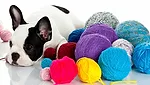 Dog with Yarn Dog with Yarn