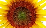 Flourishing Flourishing
