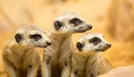 Meerkats Meerkats